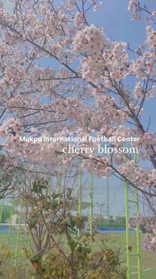 축구센터 벚꽃 전경